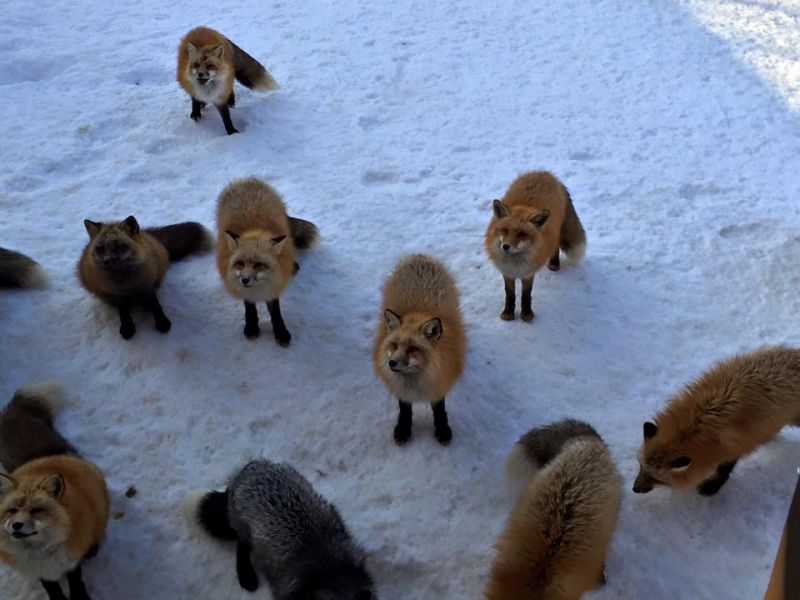 Ngôi làng Zao Kitsune